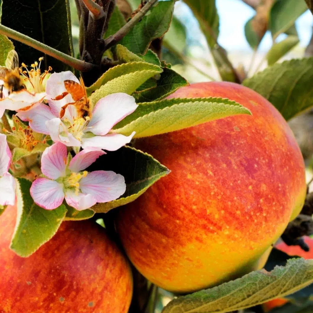 growing season Benefert-min