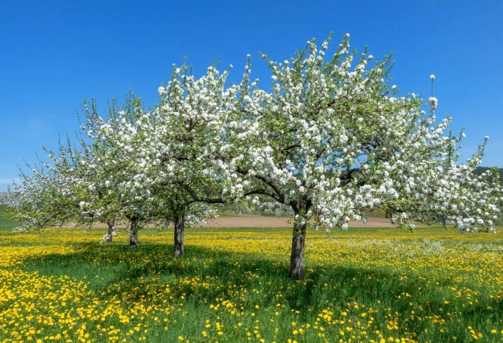 growing season_fruit-min