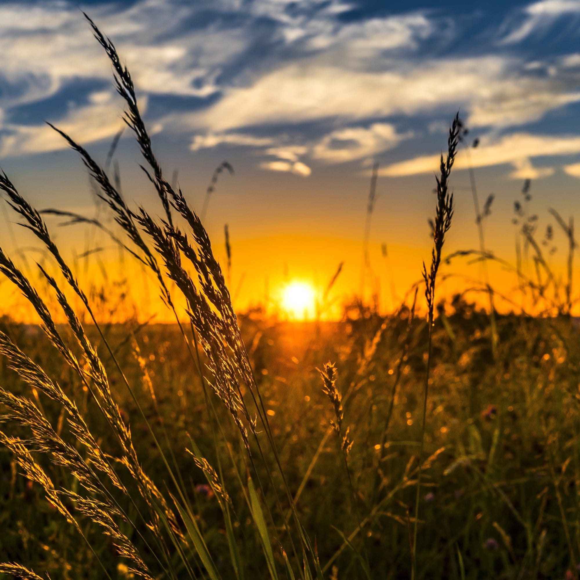 DESPITE MANY CHALLENGES, WINTER CROPS GROW WELL IN UKRAINE